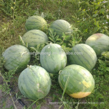 W01 Neue eine große Größe f1 Hybrid kernlose Wassermelone Samen